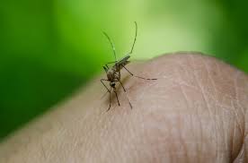  Aedes : LIRAa de 2018 deixa Minas Gerais em estado de alerta