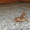 Do Spider Crickets Eat Other Bugs : Facts About Crickets Terro Learning Center - If you believe that your home is at risk of inviting spider crickets or any other pests indoors, contact american pest and have them come inspect your property.