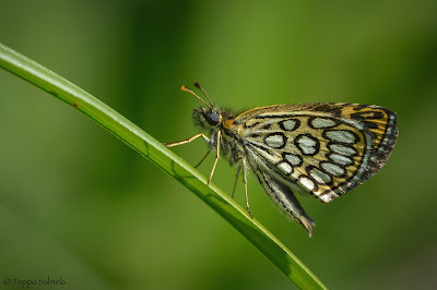 Heteropterus morpheus