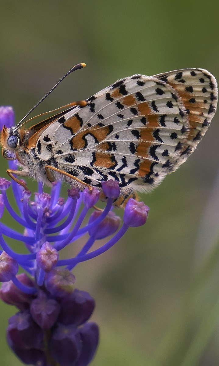 A brownish white patterned butterfly.