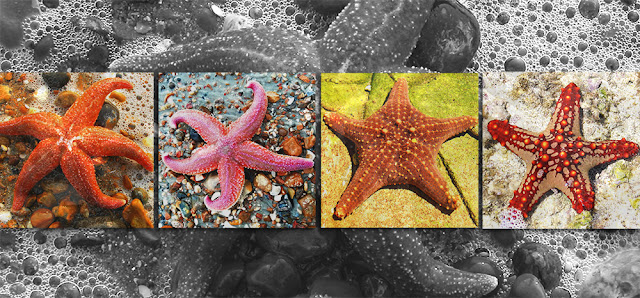  Jenis Jenis Bintang Laut  dan Karakter Unik Kehidupannya 