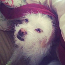 lazy dog