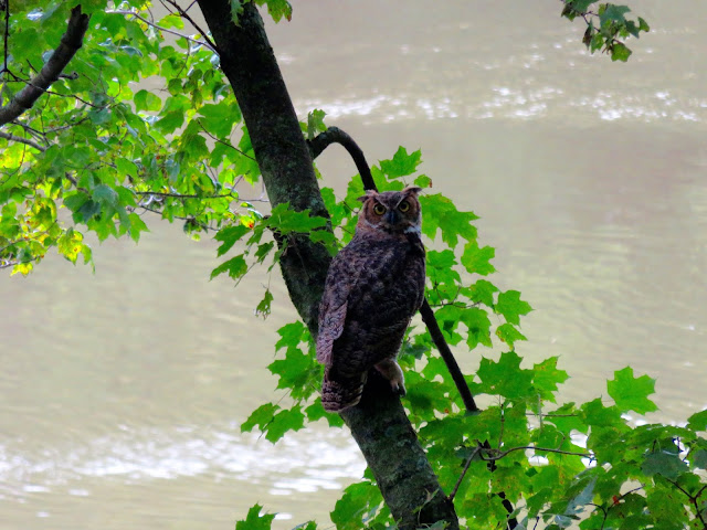 Owl sitting in a tree along the Devil's Staircase Segment of the Ice Age Trail. Image courtesy of Kylie of Between England and Iowa.