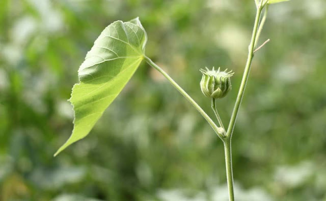 Indian Mallow Flowers