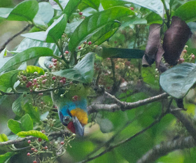 Black-browed Barbet (Psilopogon oorti) 