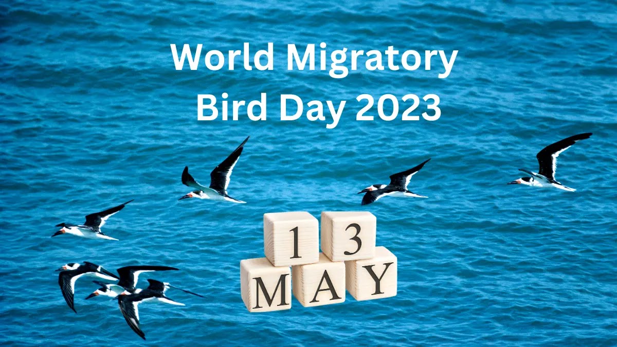 Celebrating World Migratory Bird Day 2023: A Call for Conservation