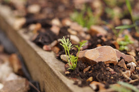 cutting garden progress. How to grow your own flowers