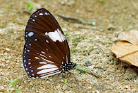 Euploea radamanthus