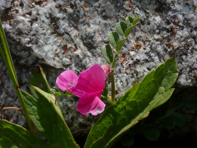 Vicia pyrenaica