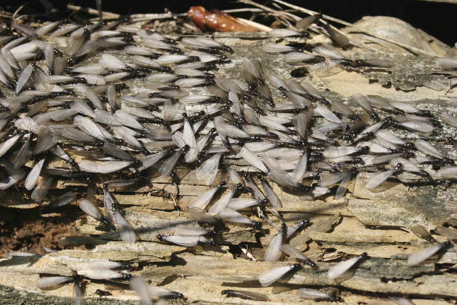 Top Rated Pest and Termite Control: Swarming Termites Virginia Beach