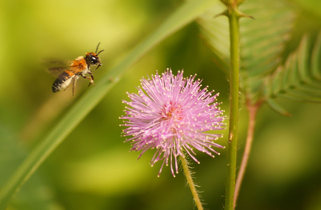 a wasp and a mimosa picture