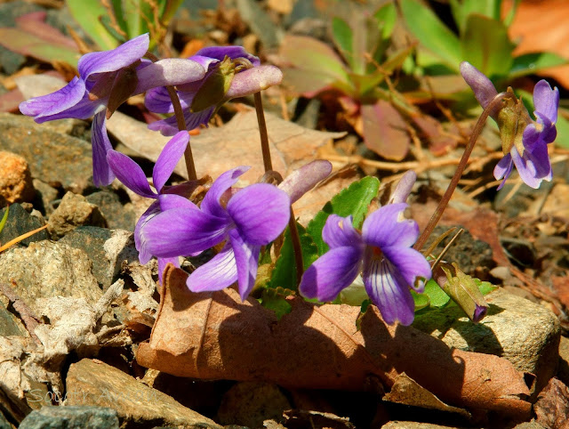 Viola yedoensis