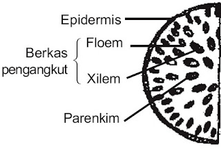 struktur jaringan penyusun batang monokotil