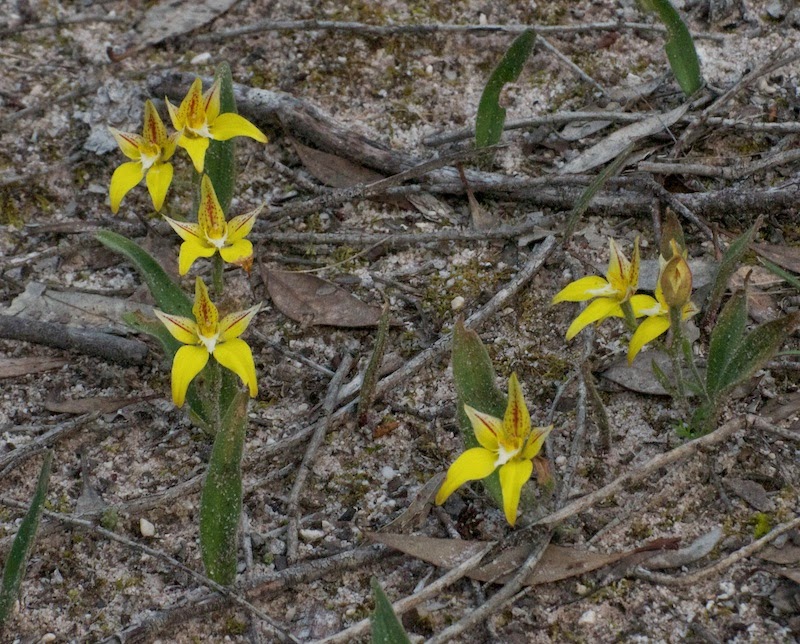 Cowslip Orchid (Caladenia flava)