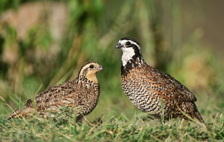 Codorniz norteña (Colinus virginianus),