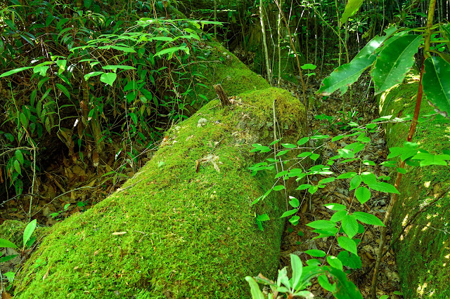 Joyce Kilmer Memorial Forest