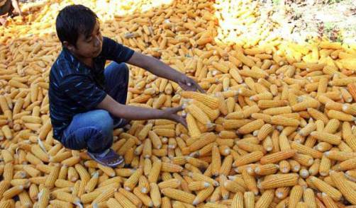 Pemprov Sulsel, Siap Gelontorkan 900 Ton Bantuan Benih Jagung 