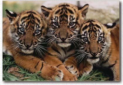  Harimau  Sumatera  Our Visions to Save Our World 