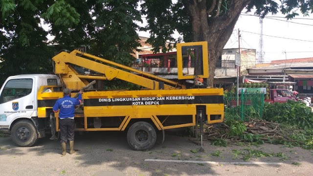 Warga Diminta Segera Melapor Jika Ada Pohon Rawan Tumbang