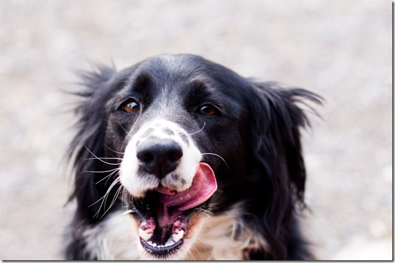 dog smile for biscuits