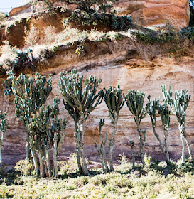 euphorbiaceae of africa