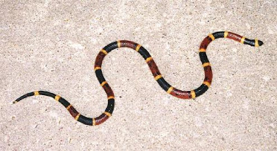 Texas Coral Snake