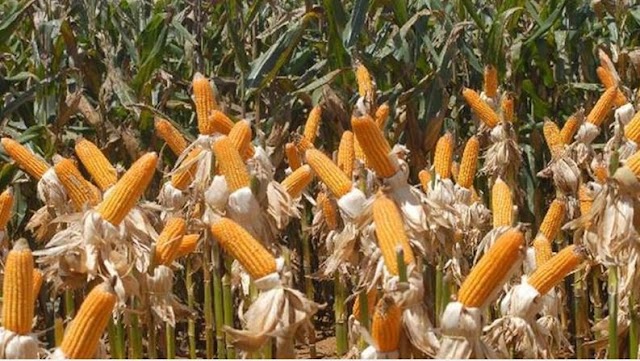 Insumos biológicos podem contribuir para lavouras mais produtivas e seguras na safrinha de milho