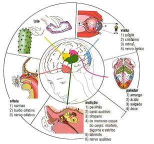 sentidos órganos cerebro