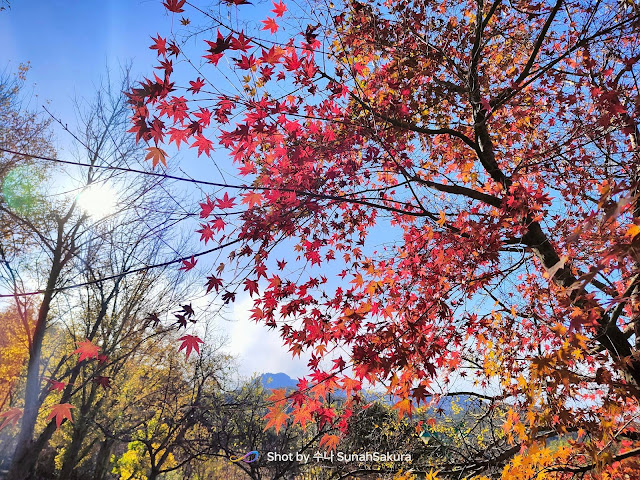 Hunting Red Maple Leafs di Hwamyeong Arboretum, Buk-gu, Busan