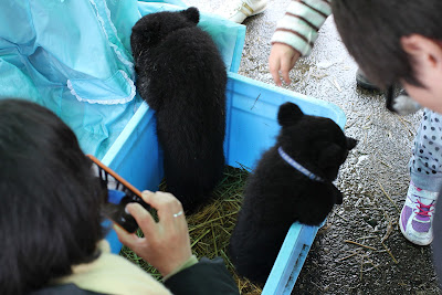 秋田　観光　くまくま園　子供　喜ぶ　家族連れ　ファミリー　動物園