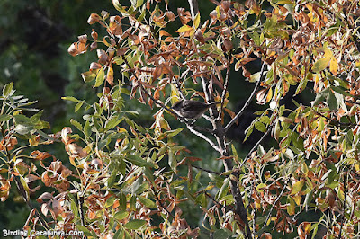 Tallarol de casquet (Sylvia atricapilla)