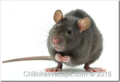  rat 