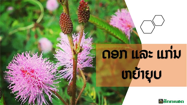 ຫຍ້າຍຸບ  ຫຍ້າຍຸບ ຊື່​ສາ​ມັນ Sensitive plant, Sleeping grass, Shameplant     ຫຍ້າຍຸບ ຊື່​ວິທະຍາ​ສາດ Mimosa pudica L. (ຊື່​ພ້ອງ​ວິທະຍາ​ສາດ Mimosa hispidula Kunth, Mimosa pudica var. pudica) ຈັດ​ຢູ່ໃນ​ວົງ​ຖົ່ວ (FABACEAE ຫລື LEGUMINOSAE) ແລະ​ ຢູ່ໃນ​ວົງ​ຍ່ອຍ​ສີ​ສຽດ (MIMOSOIDEAE ຫລື MIMOSACEAE)     ຫຍ້າຍຸບ ມີ​ຊື່​ທ້ອງ​ຖິ່ນ​ອື່ນໆ ວ່າ ກະ​ທືບ​ຍອດ ໜາມ​ຫຍ້າ​ຣາບ, ຫງັບ​ພະ​ມາຍ, ກ້ານ​ຂອງ, ຣະ​ງັບ, ຫຍ້າ​ປັນ​ຍອດ ຫຍ້າ​ຈິນ​ອົບ, ກະ​ຫງັບ ດ້ານ​ຂອງ​ຫງັບ​ພະ​ພາຍ, ຫຍ້າ​ປັນ​ຍອບ ກະ​ເສດ​ໂຄກ ຫຍ້າ​ງັບ ຕ້ອງຍຸບ ແຕະຍຸບ ຫຍ້າຍຸບ ເປັນ​ຕົ້ນ