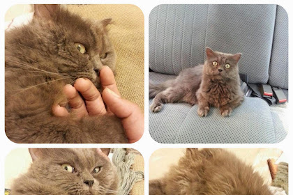 Selipar Koyak : 2014 - kucing hadap pinggan