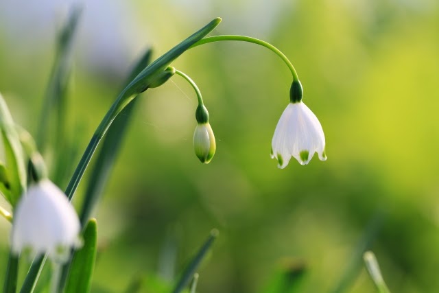 ユニーク2 月 18 日 誕生 花 すべての美しい花の画像