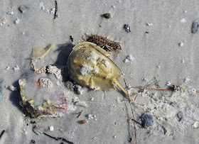 Horseshoe Crab - Bunche Beach