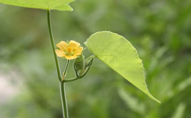 Indian Mallow Flowers