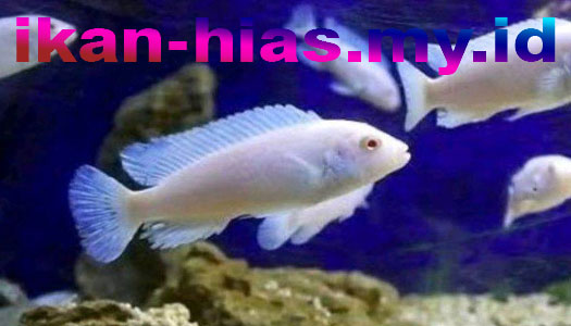 Ikan Cichlid Albino