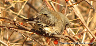 Slate-Colored Junco