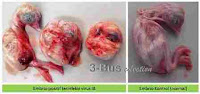 Perubahan PA embrio terinfeksi IB-V