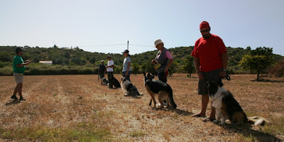 obedience workshop