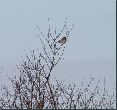 19-reed-bunting