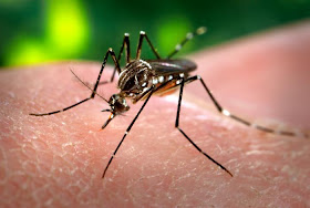 Boatos ambientalistas: aquecimento global aumentaria epidemias espalhadas por mosquitos.