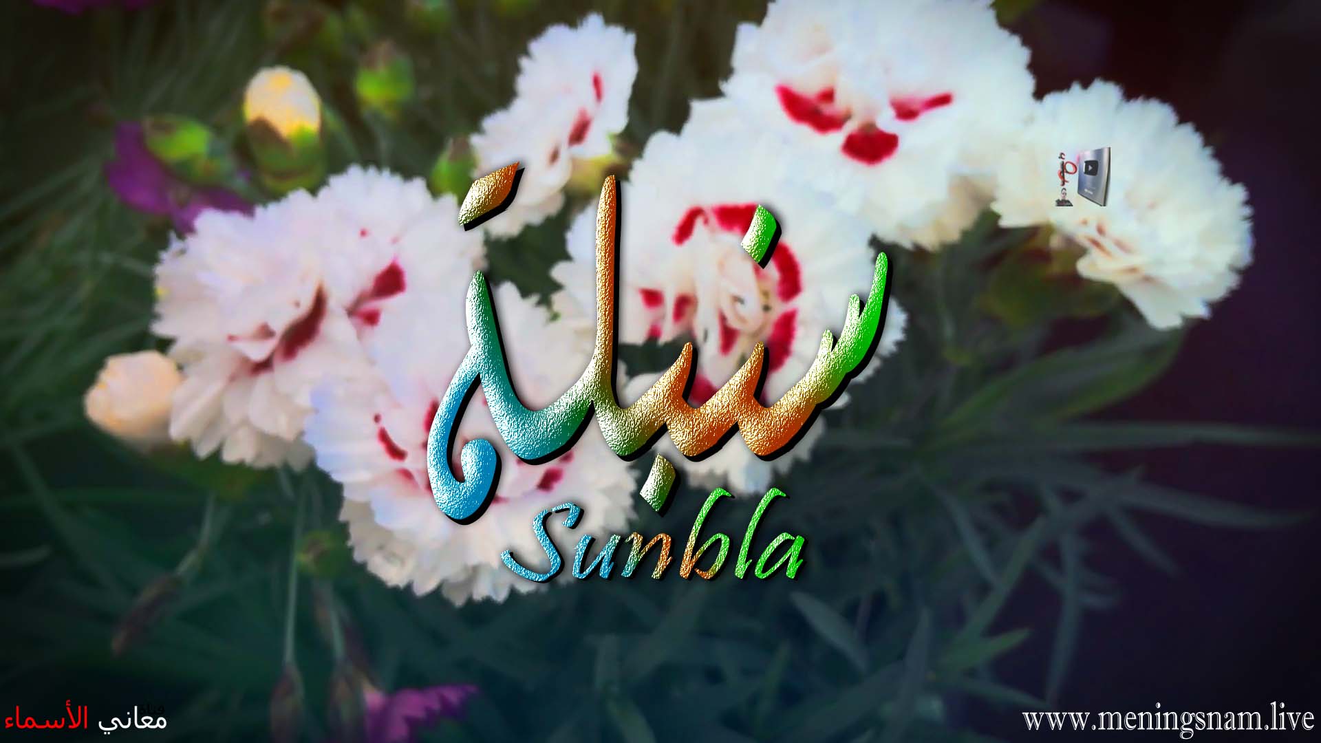 معنى اسم, سنبلة, وصفات, حاملة, هذا الاسم, Sunbla,