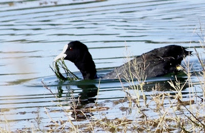 Eurasian Coot