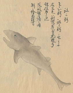 日本人の嗜好をさぐる サメとフカ