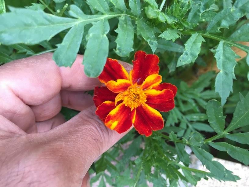 Floral heads are typically from "1  to 4–6 cm" diameter, generally with both ray florets and disc florets. Each flower consists of large number of petals that overlap.