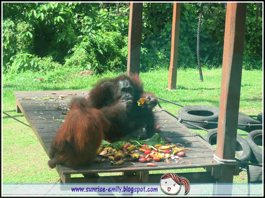 Sepilok Orang Utan Rehabilitation Centre @ Sandakan, Sabah