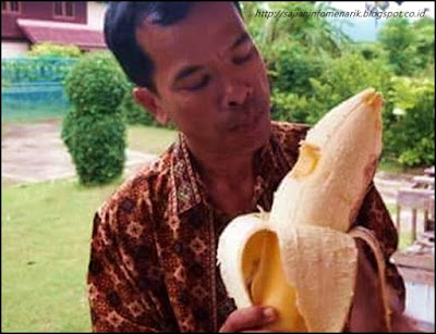 Tahukah Pohon Pisang Terbesar Dan Menarik