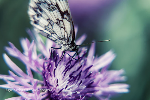 motyl zdjęcie fotografia makro